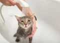 آموزش حمام کردن گربه در خانه بدون دردسر