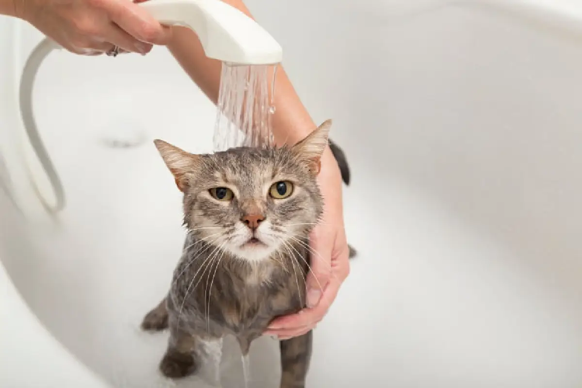 آموزش حمام کردن گربه در خانه بدون دردسر