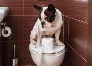 آموزش دستشویی سگ با برنامه ریزی