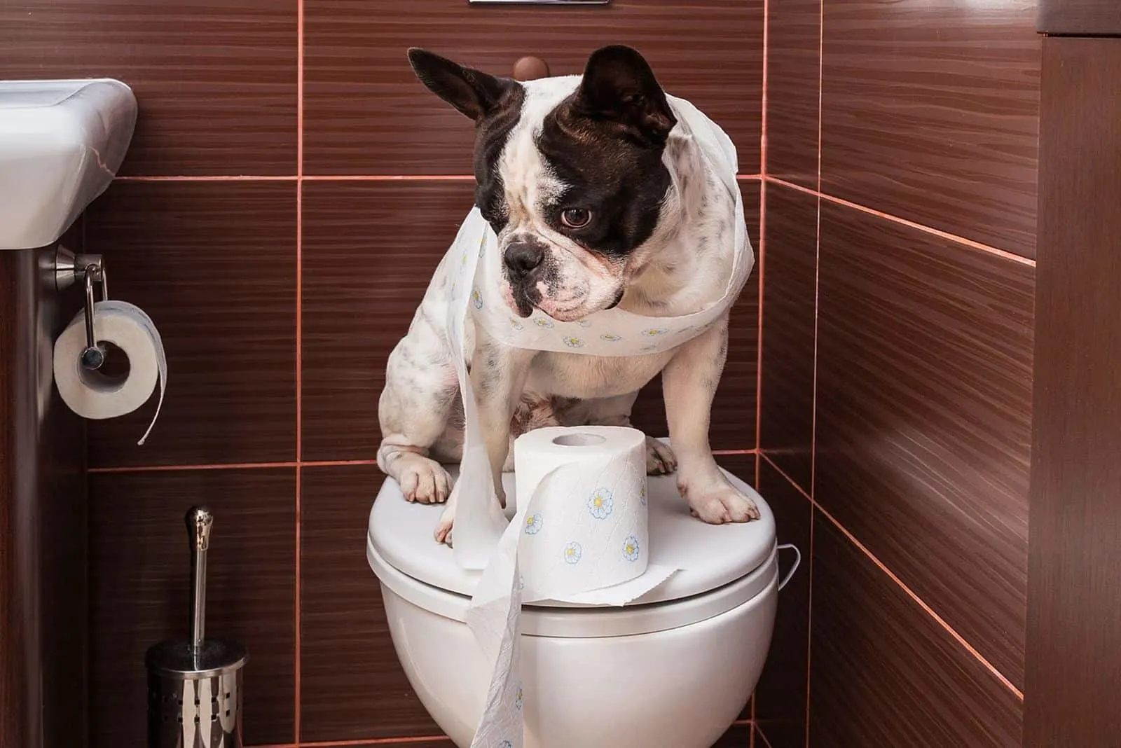 آموزش دستشویی سگ با برنامه ریزی
