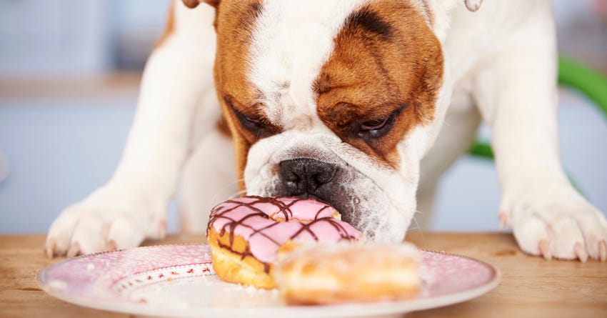 10 غذایی که سگ ها نباید هیچوقت بخورند! - مواد غذایی شیرین