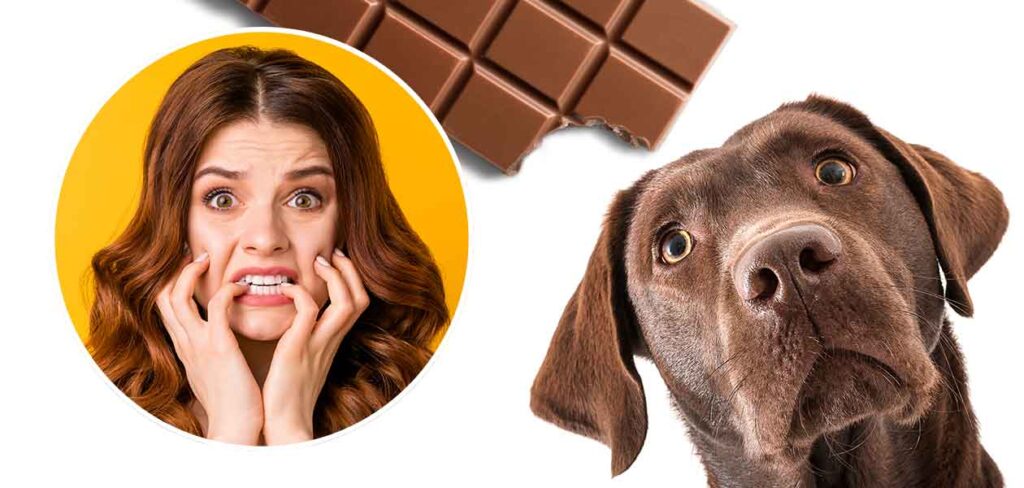 10 غذایی که سگ ها نباید هیچوقت بخورند! - شکلات