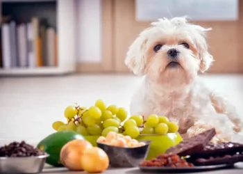 10 غذایی که سگ ها نباید هیچوقت بخورند!