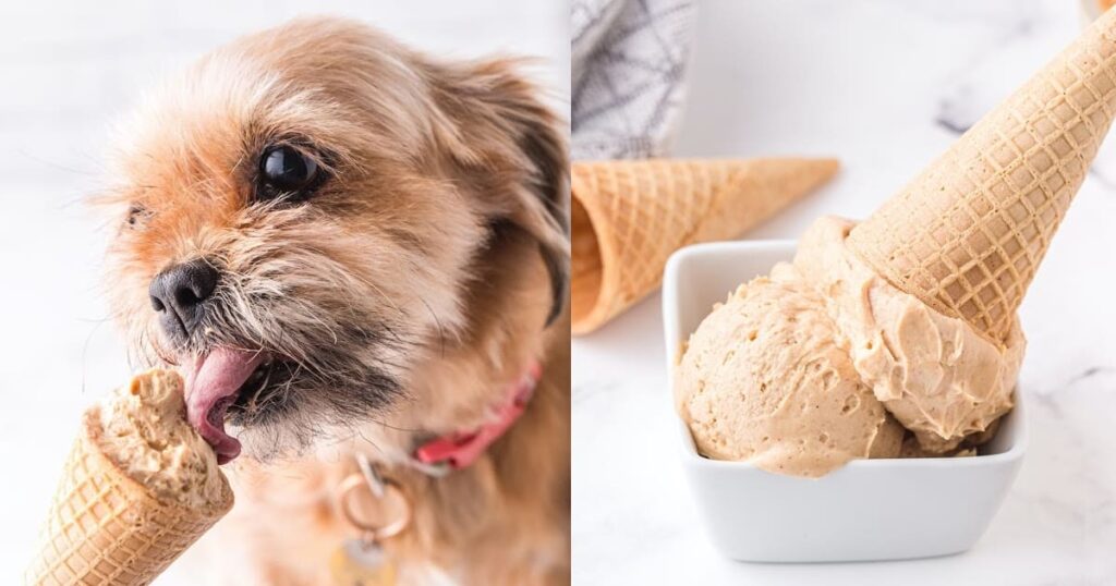 10 غذایی که سگ ها نباید هیچوقت بخورند! - بستنی