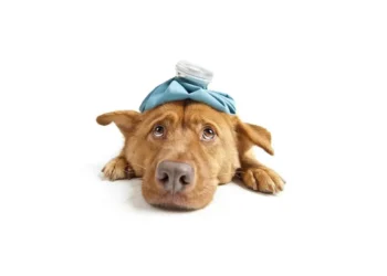 بیماری های رایج در سگ ها