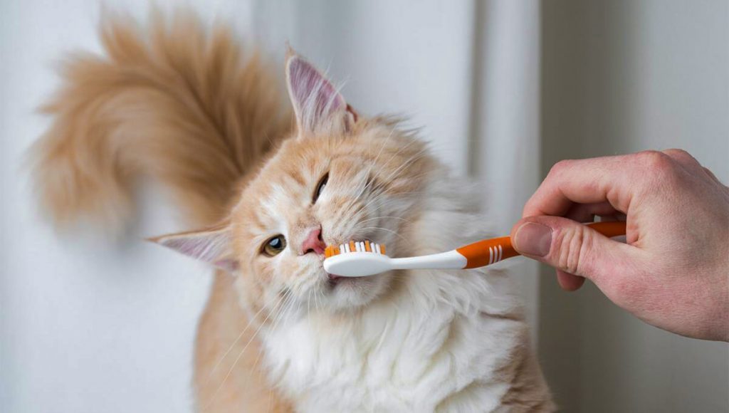 لوازم بهداشتی گربه - مسواک . خمیر دندان