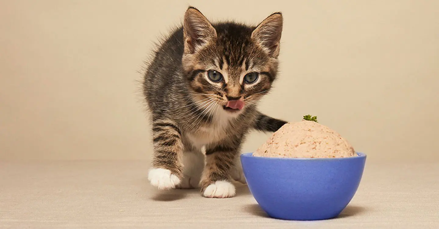 غذای تَر گربه