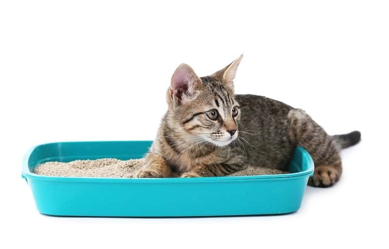 لوازم بهداشتی گربه - خاک گربه