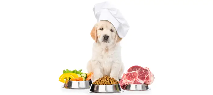 عادت دادن سگ به خوردن غذای خشک