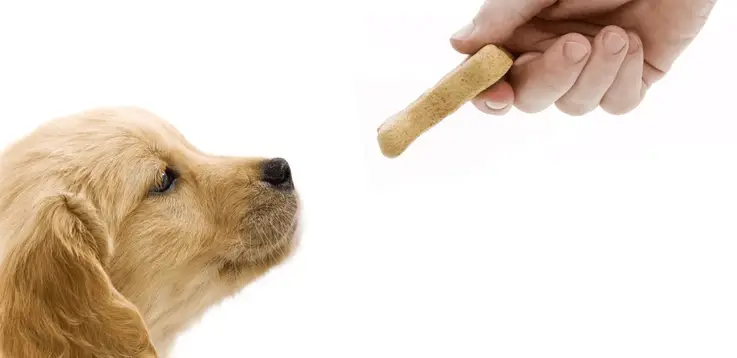 عادت دادن سگ به غذای خشک
