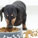 عادت دادن سگ به خوردن غذای خشک