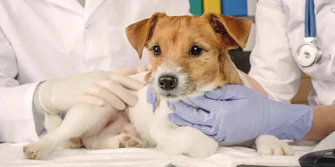 لیست 7 تا از بهترین کلینیک های دامپزشکی در تهران