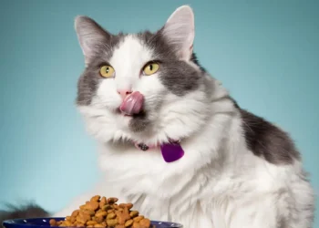 حساسیت غذایی در گربه