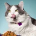 حساسیت غذایی در گربه
