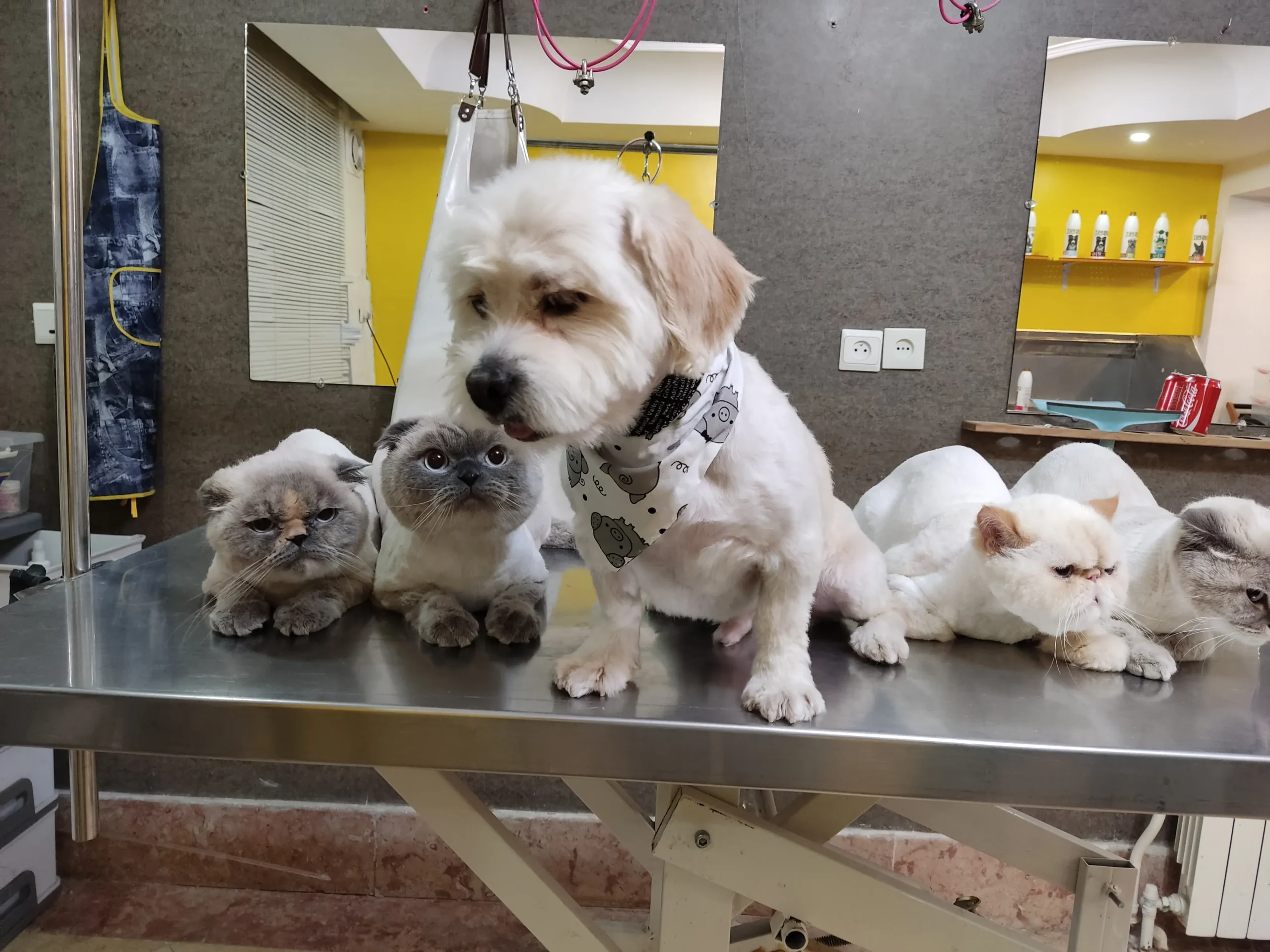 آرایشگاه سگ و گربه در تهران - آرایشگاه سگ و گربه پت استایلیست