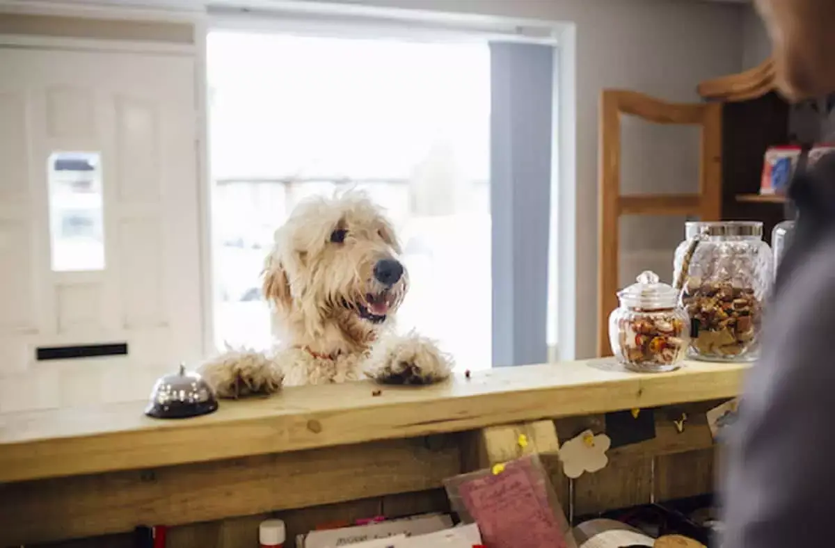 5 مرکز نگهداری از حیوانات خانگی در شهریار