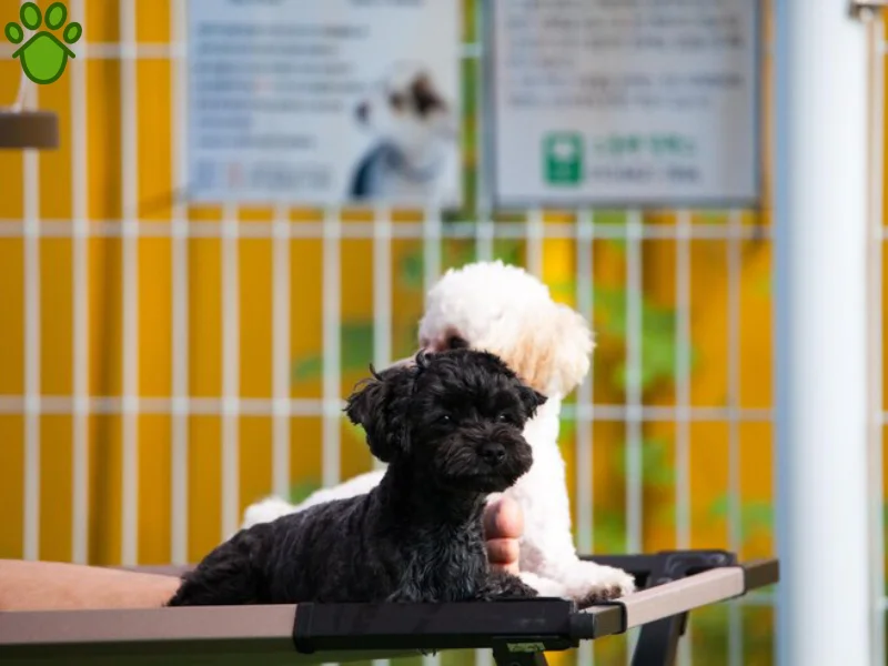 بهترین هتل پانسیون سگ و گربه در شهریار | مرکز نگهداری از حیوانات خانگی