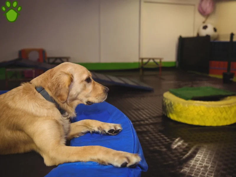 بهترین هتل پانسیون سگ و گربه در شهریار | مرکز نگهداری از حیوانات خانگی