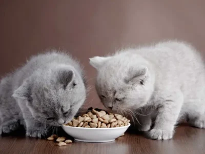 غذای خشک بچه گربه
