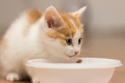 غذای خشک بچه گربه 