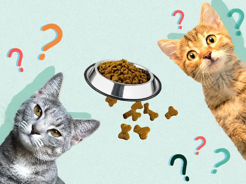 معرفی 10 غذا های خطرناک و مضر برای گربه ها