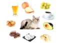 معرفی 10 غذا های خطرناک و مضر برای گربه ها