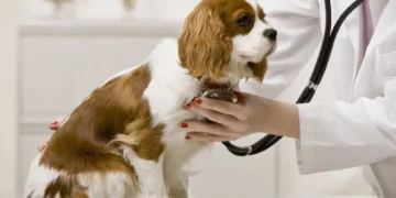 بهترین کلینیک های دامپزشکی در شیراز