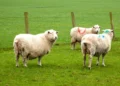 نژادهای برتر گوسفندان و ویژگی های آن ها