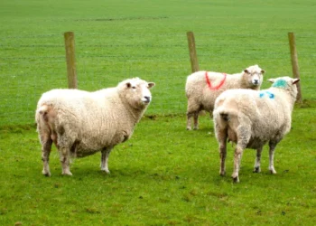 نژادهای برتر گوسفندان و ویژگی های آن ها