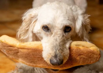 آیا خوردن نان برای سگ مجاز است؟