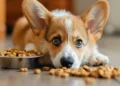 بهترین غذا های خشک برای سگ های نژاد کوچک