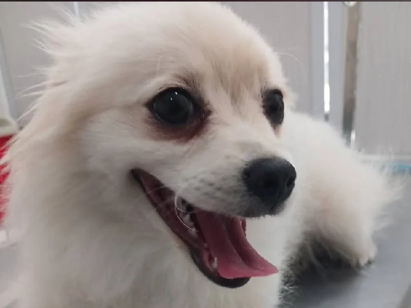 کلینیک دامپزشکی بهار | بهترین کلینیک های دامپزشکی اصفهان