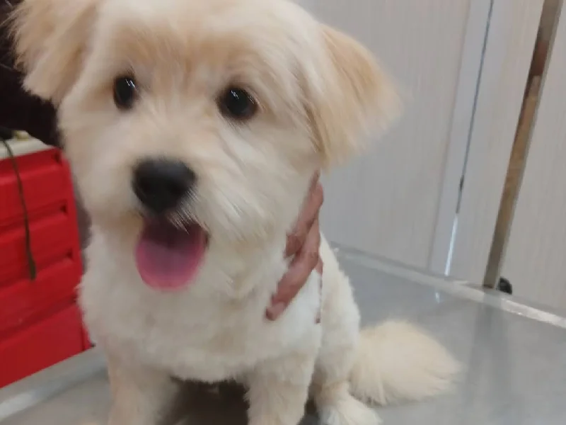 کلینیک دامپزشکی بهار | بهترین کلینیک های دامپزشکی اصفهان