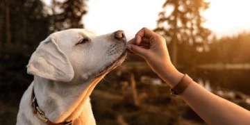 لیست بهترین مربی سگ در کرج