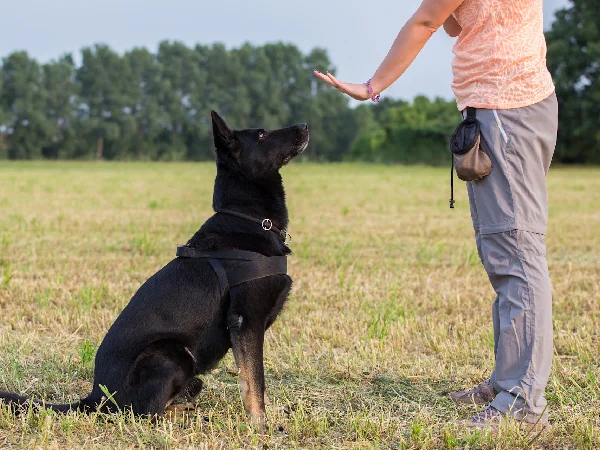 مربی سگ در کرج | آقای وحید حبیب دستجردی