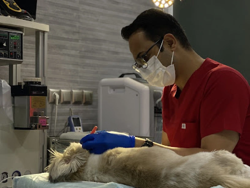 The best veterinary clinics in Bushehr (4)