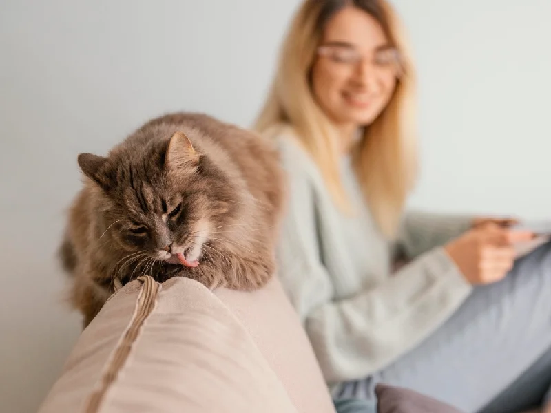5 نکته برای انتخاب و خرید مبل مناسب حیوان خانگی