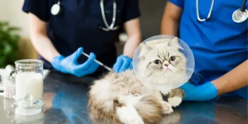 بهترین کلینیک های دامپزشکی در خرم آباد | شماره تماس، آدرس و لوکیشن