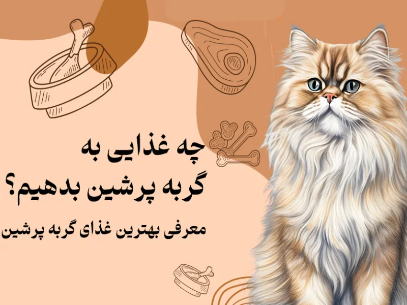 بهترین غذای بچه گربه پرشین چیست؟ لیست 7 تایی