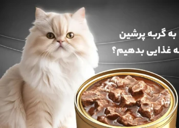 بهترین غذای بچه گربه پرشین چیست؟ لیست 7 تایی