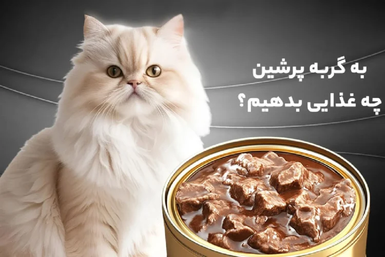 بهترین غذای بچه گربه پرشین چیست؟ لیست 7 تایی