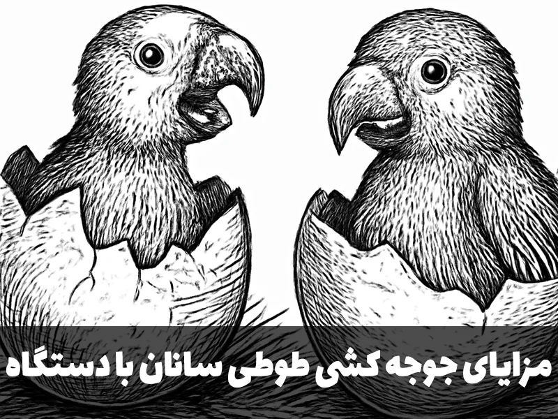 بهترین دستگاه جوجه کشی برای طوطی سانان