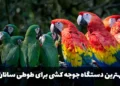 بهترین دستگاه جوجه کشی برای طوطی سانان