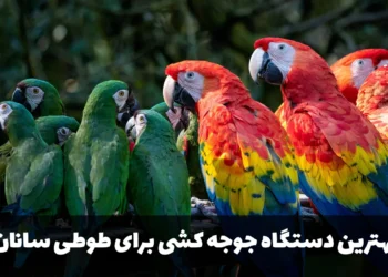 بهترین دستگاه جوجه کشی برای طوطی سانان