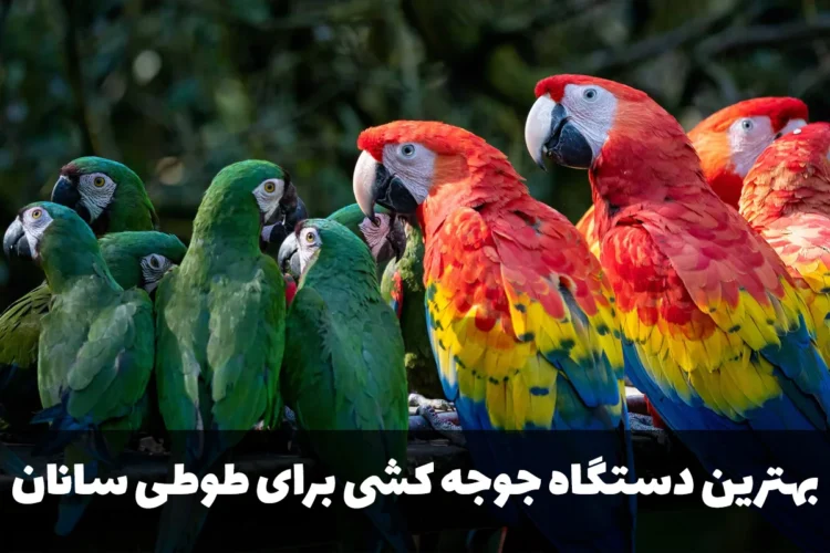 بهترین دستگاه جوجه کشی برای طوطی سانان