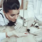 لیست معرفی معتبر ترین و بهترین کلینیک های دامپزشکی در شرق تهران - کلینیک دامپزشکی در تهرانپارس - کلینیک دامپزشکی در رسالت تهران - آدرس و شماره تماس کلینیک های دامپزشکی شرق تهران