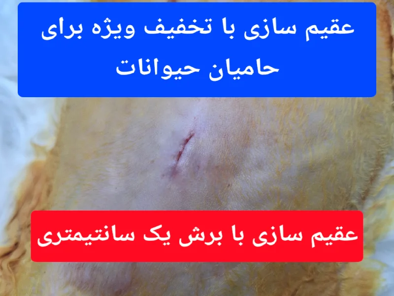 معتبر ترین و ارزان ترین کلینیک های دامپزشکی مشهد - کلینیک مهر آرا (دکتر هادیان)