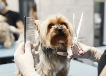 بهترین آرایشگاه حیوانات در شرق تهران - آرایشگاه سگ در شرق تهران - آرایشگاه گربه در تهران - بهترین مراکز گرومینگ در شرق تهران