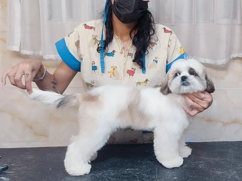 اصلاح و شستشو حیوانات خانگی در شهریار و اندیشه | سگ و گربه - آرایشگاه سگ و گربه در اندیشه و شهریار - نیچه