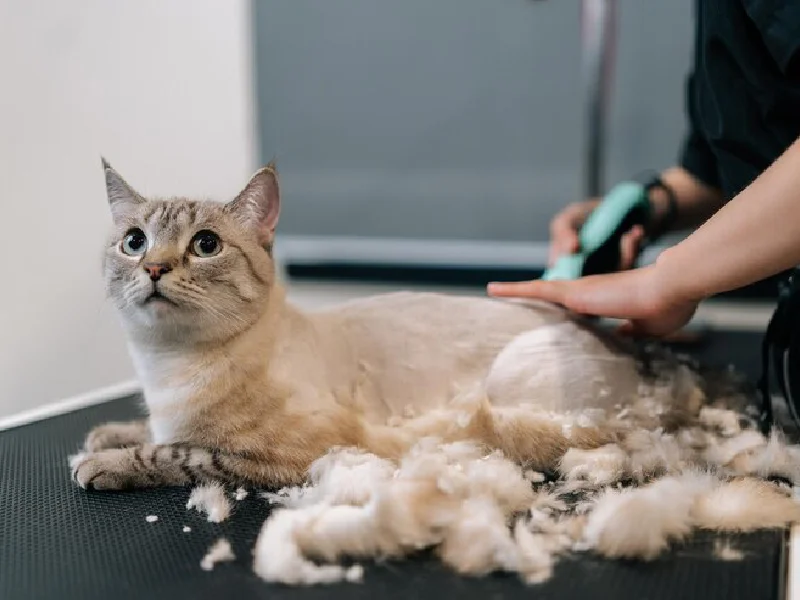 اصلاح و شستشو حیوانات خانگی در شهریار و اندیشه | سگ و گربه - آرایشگاه سگ و گربه در اندیشه و شهریار - آسو